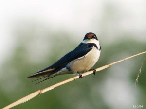 White-throated Swallow