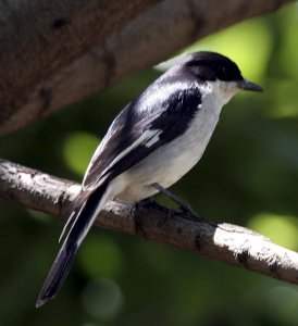 Fiscal Flycatcher