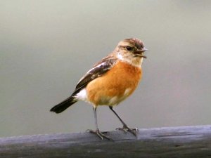 African Stonechat (Female)