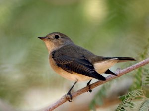 Red Breasted Flycatcher