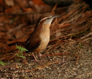 Carolina Wren