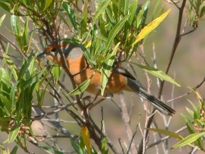 Rusty-browed Warbling-Finch