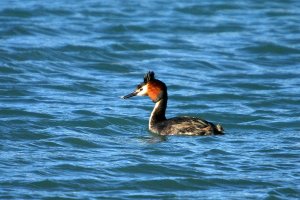 Australasian Crested Grebe