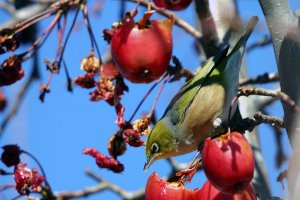 Silvereye