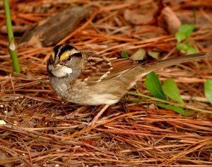 White-throated Sparrow