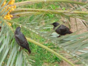 Spotless starling