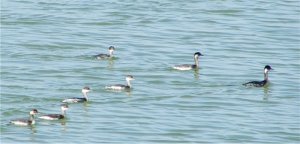 Black-necked (eared) grebes