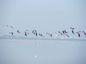 Black-winged stilts in flight