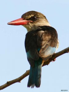 Brown-hooded Kingfisher