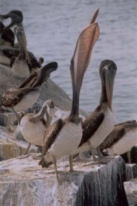 Peruvian Pelican Stretching