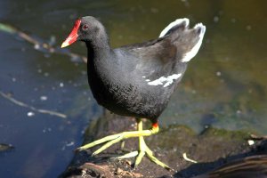 Common Moorhen