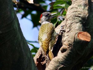 Golden-tailed Woodpecker