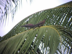 Pale-vented Pigeon