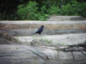 Shiny Cowbird