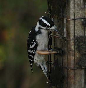 Female Downy