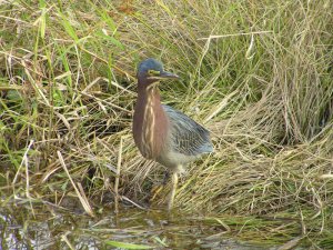 Injured Green Heron