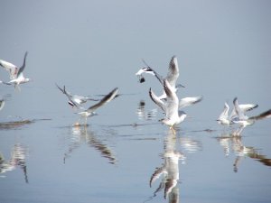 Slender-billed gulls