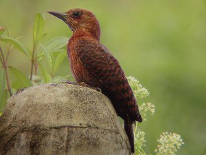 Rufous woodpecker