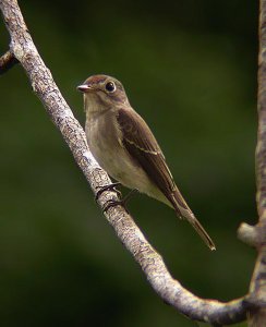 Asian brown flycatcher