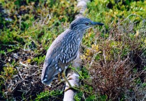 Immature night heron