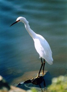 Snowy Egret