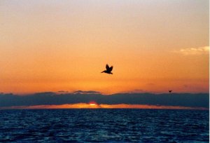 Brown Pelican at sunset