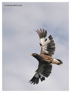 Common Myna