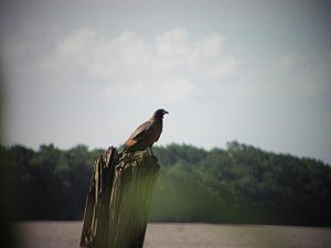 Rufous Crab-Hawk