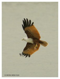 Brahminy Kite