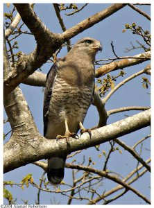 Southern Banded (Fasciated) Snake Eagle?