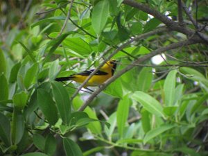 Yellow Oriole