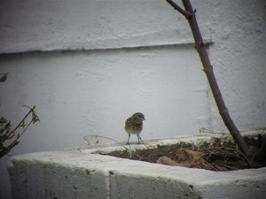 Female Blue-black Grassquit