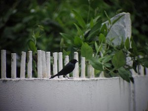 Male Blue-black Grassquit