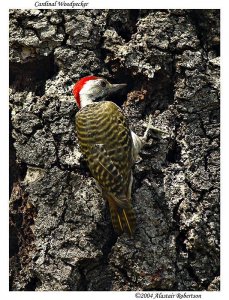 Cardinal Woodpecker