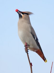 Waxwing