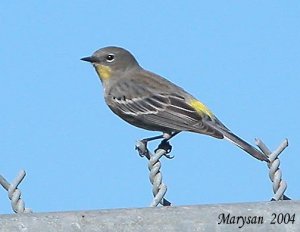 Yellow-rumped Warbler