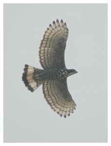 Blyth's Hawk Eagle