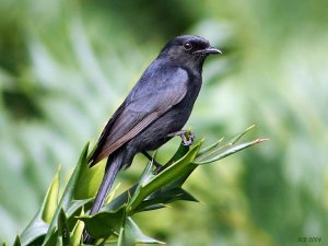 Southern Black-Flycatcher