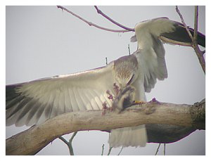 Black-winged Kite