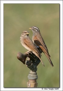 House Bunting