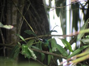 Green-tailed Jacamar