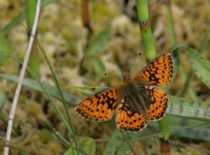 Cranberry Fritillary