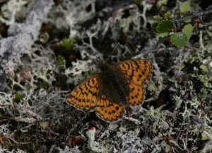 Arctic Fritillary