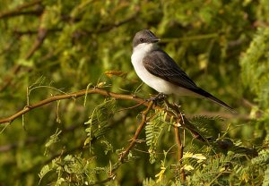 Eastern Kingbird