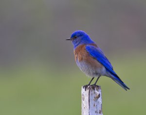 Western Bluebird, male, breeding
