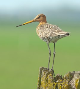 Black-tailed Godwit