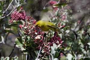 'Amakihi feeding