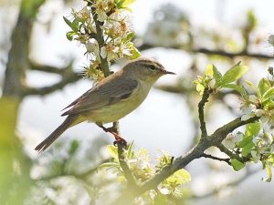 Willow Warbler