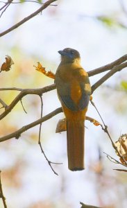 Malabar Trogon female