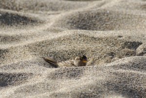 House sparrow in paradise